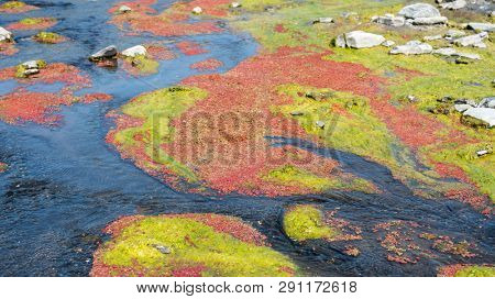 colorful red azolla floating of the river at winter at Wujie , Nantou, Taiwan