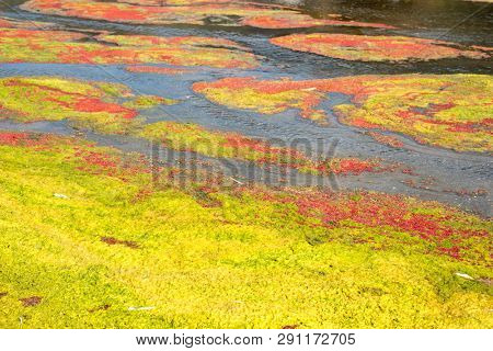 colorful red azolla floating of the river at winter at Wujie , Nantou, Taiwan