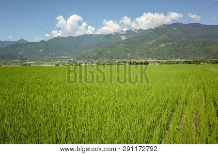 landscape of green paddy farm at countryside