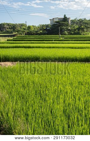 landscape of green paddy farm at countryside