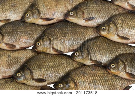 Fresh Crucian Carp Stacked Rows. Food Background.