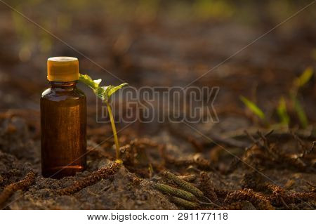Alternative Medicine And Medical Flowers Herbs.  Medical Fherbs And  Medical Bottle.