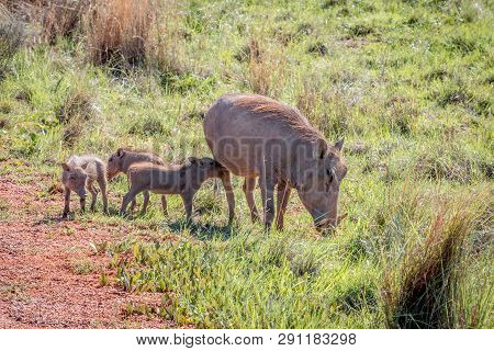 Family Of Warthogs With Babies.