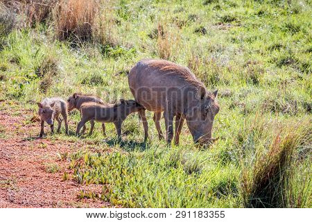 Family Of Warthogs With Babies.