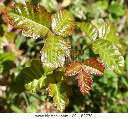 Poison Oak Leaves Close Up High Quality