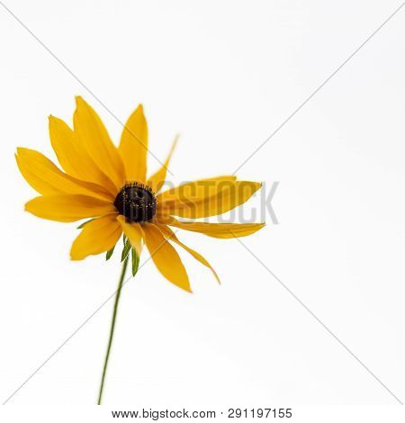 Yellow Daisy Flower On The White Background. Soft, Gentle, Airy, Elegant Artistic Image.