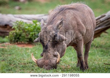 Male Warthog Standing In The Grass.