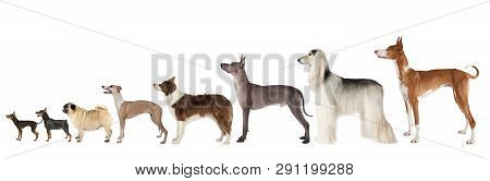 A Large Group Of Dogs Of Different Breeds And Various Sizes Standing On A White Background