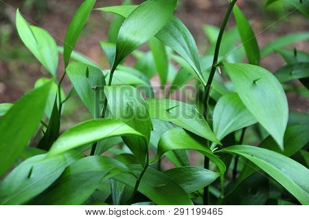 Leaves Of A Butcher´s Broom Plant With Young Shoots Of Cladodes In Springtime