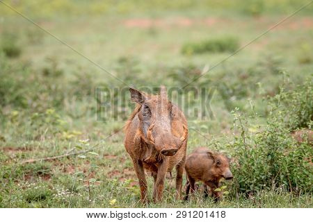 Family Of Warthogs With Baby Piglets In The Grass.