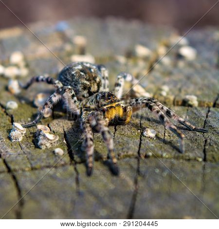 Photo Of Lycosa Singoriensis, Black Hair Tarantula On The Tree Stump