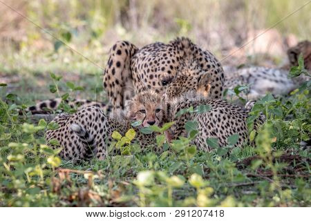 Mother Cheetah And Cubs Feeding On An Impala.