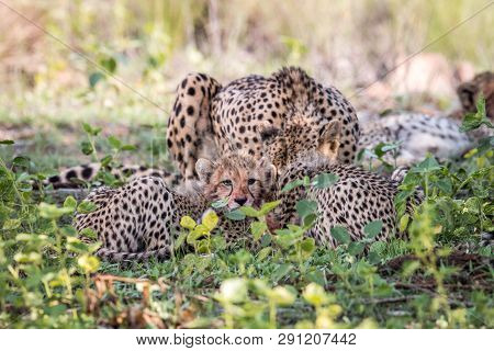 Mother Cheetah And Cubs Feeding On An Impala.