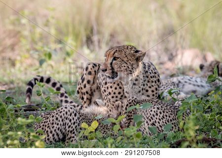 Mother Cheetah And Cubs Feeding On An Impala.