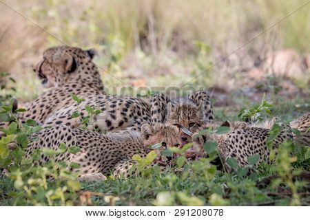 Mother Cheetah And Cubs Feeding On An Impala.