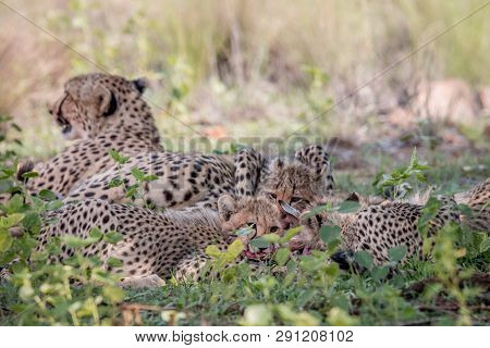 Mother Cheetah And Cubs Feeding On An Impala.