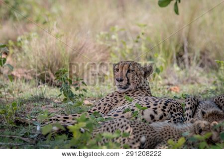 Mother Cheetah Laying In The Grass.
