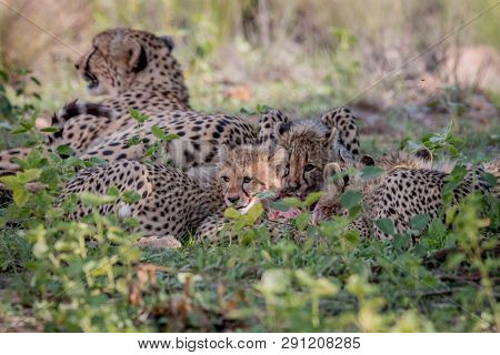 Mother Cheetah And Cubs Feeding On An Impala.