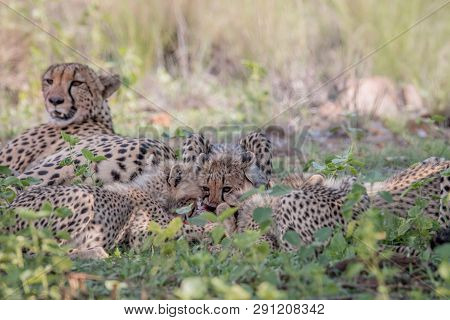 Mother Cheetah And Cubs Feeding On An Impala.