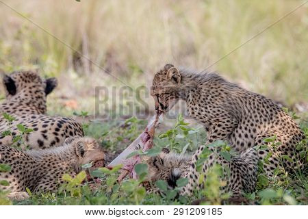 Mother Cheetah And Cubs Feeding On An Impala.