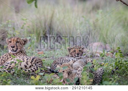 Mother Cheetah And Cubs Feeding On An Impala.