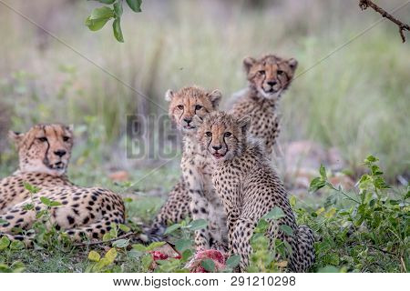 Mother Cheetah And Cubs Feeding On An Impala.