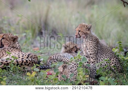 Mother Cheetah And Cubs Feeding On An Impala.