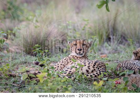 Mother Cheetah Laying In The Grass.