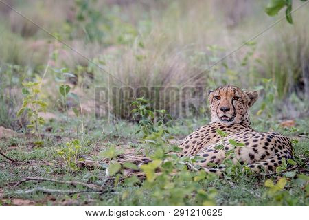 Mother Cheetah Laying In The Grass.