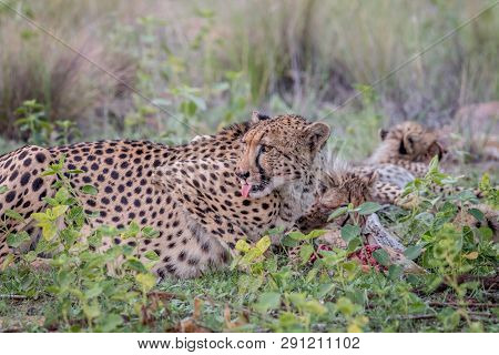 Mother Cheetah With Cubs Feeding On An Impala.