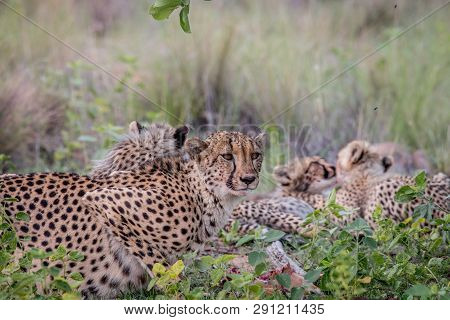 Mother Cheetah With Cubs Feeding On An Impala.