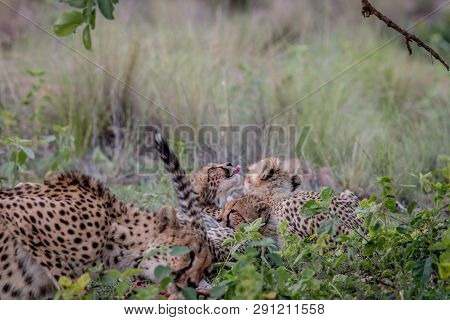 Mother Cheetah With Cubs Feeding On An Impala.