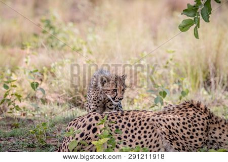 Young Cheetah Cub Standing In The Grass.