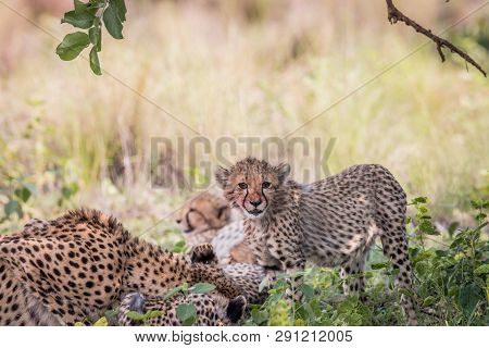 Young Cheetah Cub Standing In The Grass.