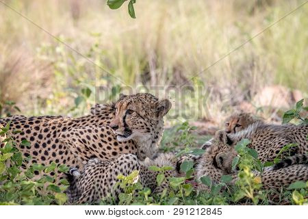 Mother Cheetah And Cubs Feeding On An Impala.