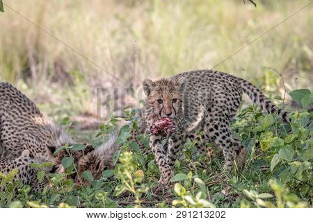 Cheetah Cub With The Head Of An Impala Lamb.