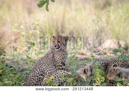 Baby Cheetah Cub Sitting In The Grass.