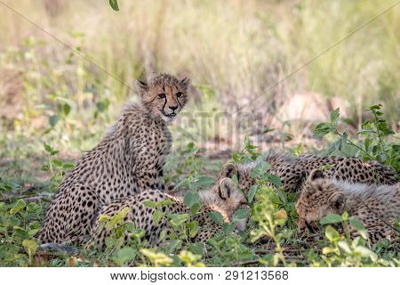 Baby Cheetah Cub Sitting In The Grass.