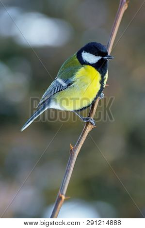 Photo Of A Bright Little Yellow Tit Sitting On A Bransh Of Tree In Winter