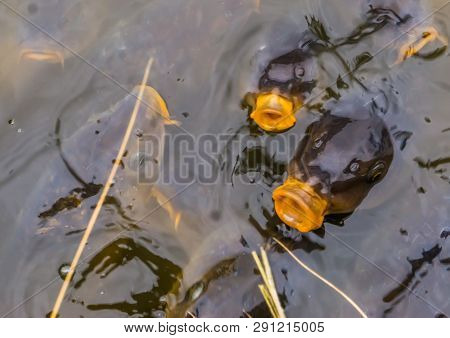 Common Carps Swimming In The Water, European Carps Coming Above The Water With Their Mouths, Hungry 