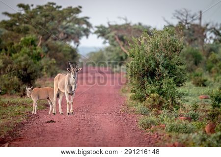 Eland Standing In The Road In Welgevonden.