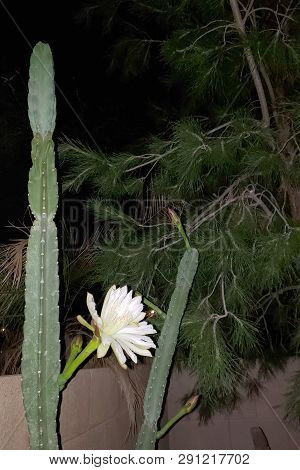 Blooming Thornless Cereus Cactus With Opened White Flower Ready For Pollination Night, Phoenix, Ariz