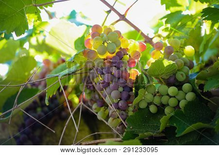 Close Up Of Several Bunches Of Grapes On The Vine Plant, Illuminated By A Solar Yellow. Orizontal Vi