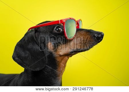 Funny   Breed Dog Dachshund, Black And Tan, With Sun Glasses, Yellow Studio Background, Concept Of D