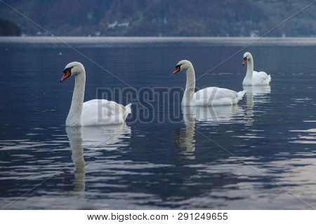 Three Swans Erarly In The Morning Quietly On Lake
