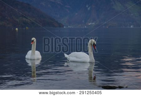Two Swans Early In The Morning On Lake