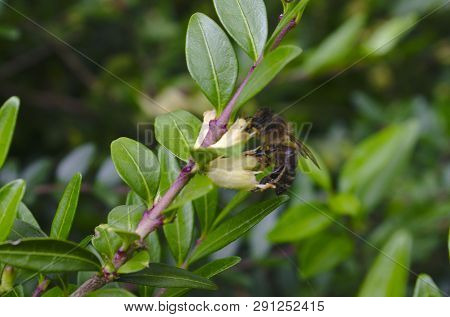 Closeup Of An Austrian Honey Bee Harvesting On Honeysuckle
