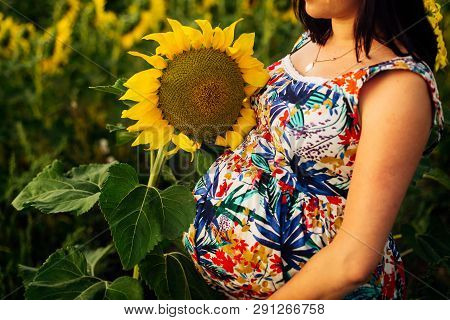 Great Picture Of A Pregnant Woman In A Field Of Sunflowers. There Is No Face, Only 
Pregnant Belly A