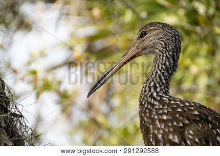 Limpkin, a large tropical bird in a tree