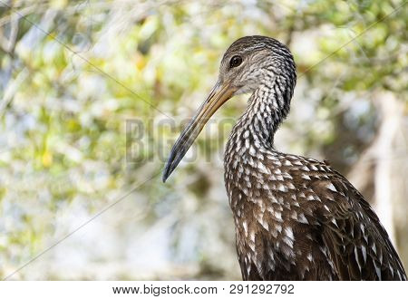 Limpkin, a large tropical bird in a tree